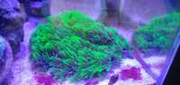 Briareum green fluo, akwarium morskie koralowiec