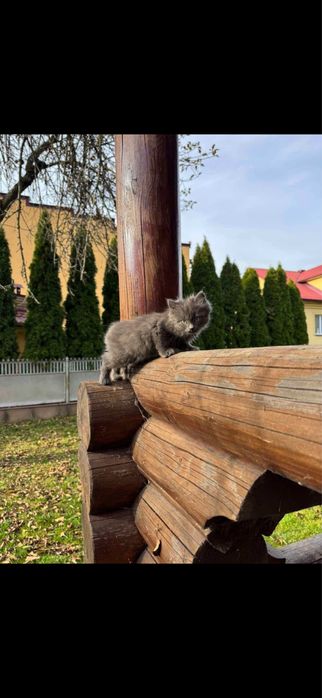 Кошеня кіт хлопчик