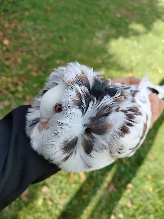 Gołąb kapucyn młody