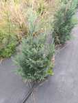 Tuje szmaragd, cyprys boulevard, cyprys lavsona, globosa,spiralis