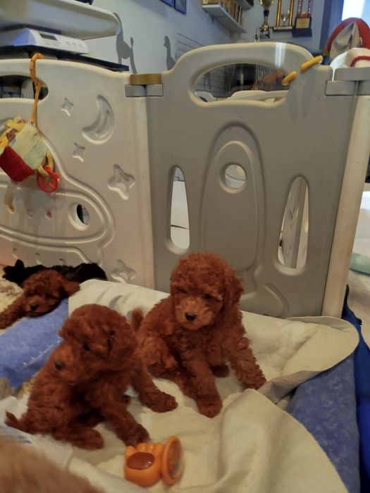 Pudel miniaturowy ciemny Red