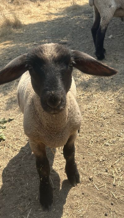 Borrego Suffolk Linha Inglesa Puro!