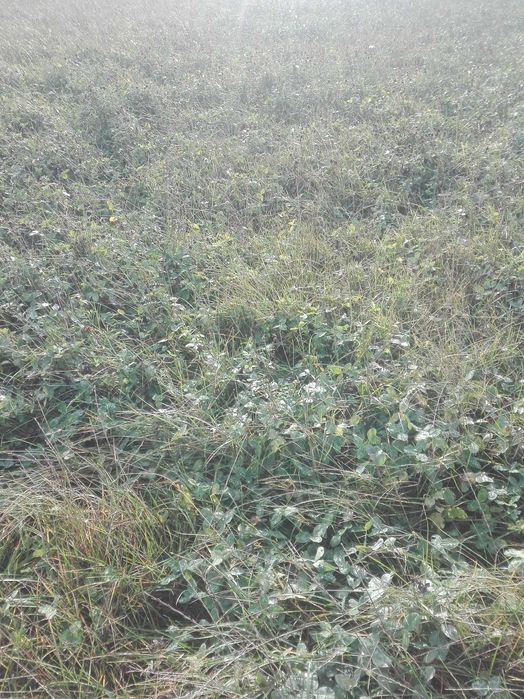 Łąka na pniu, sianokiszonka