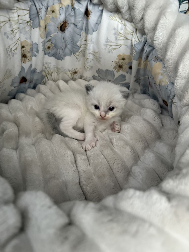 Koteczka Ragdoll SHK/WCF