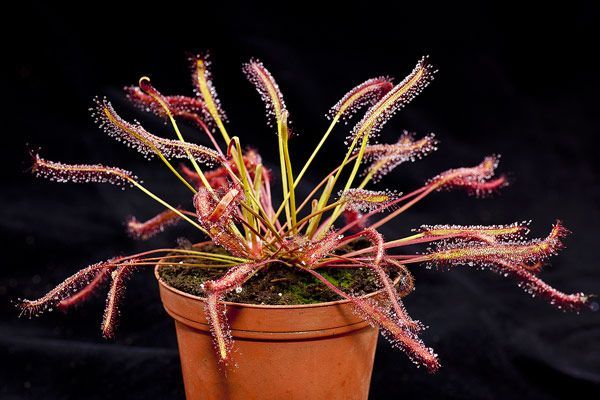 50 sementes de Drosera capensis - Planta Carnívora