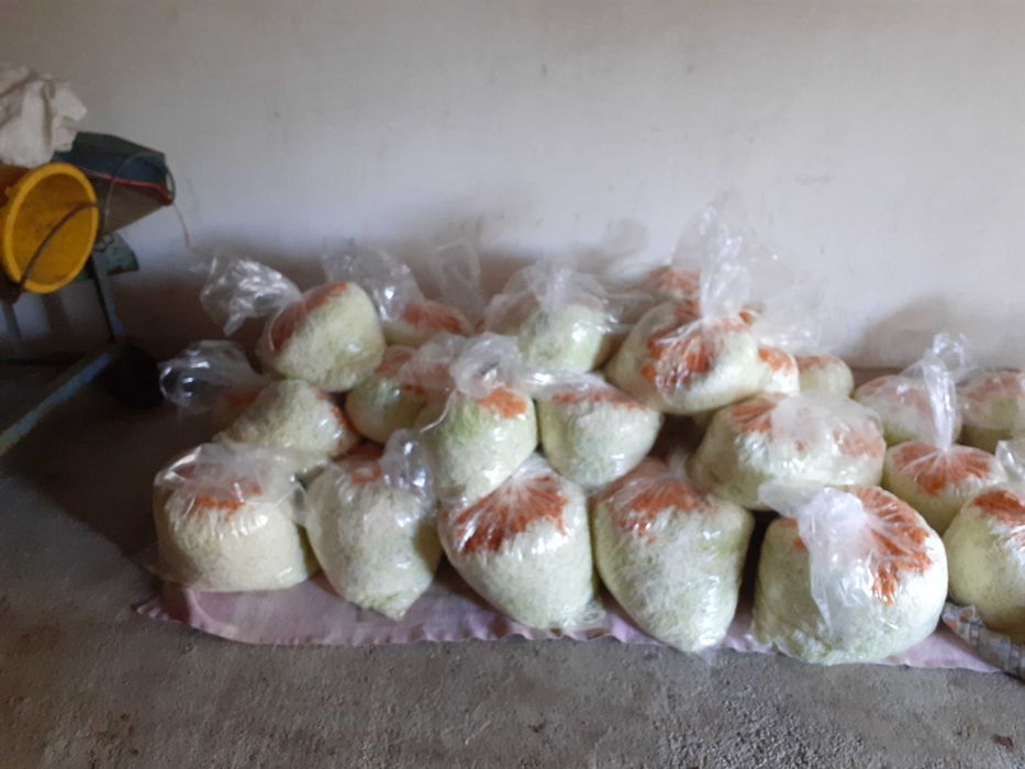 Kapusta kamienna głowa do kiszenia  szatkowana