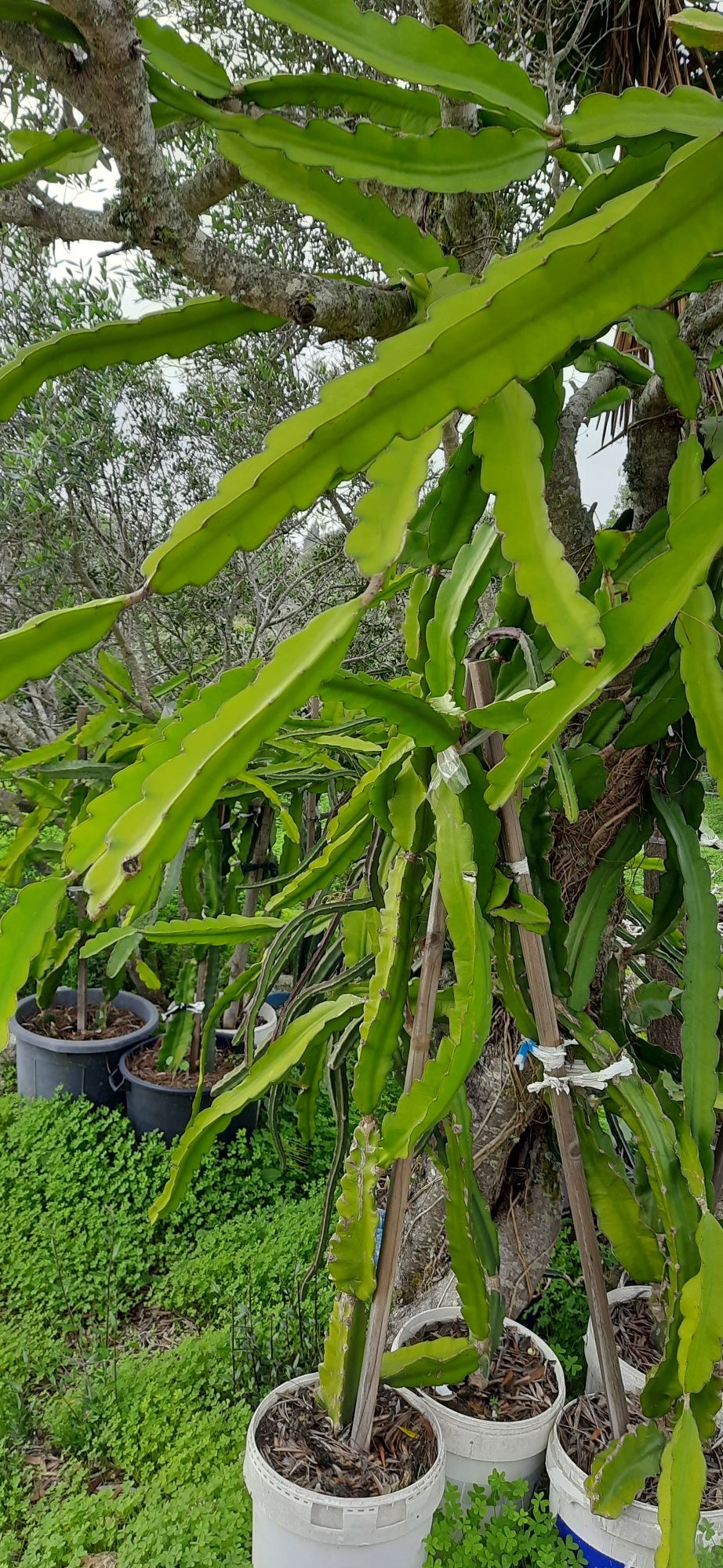 Podas de pitaya Hylocereus