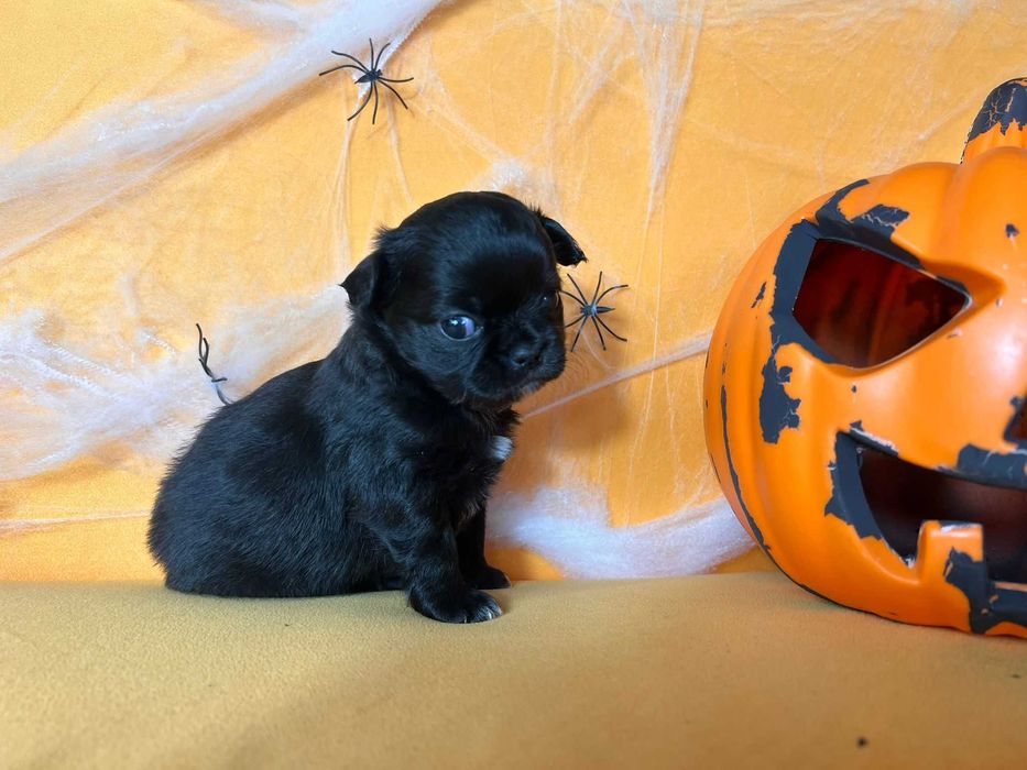 Chihuahua długowłosy Piesek CZARNY szczeniak
