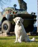 Szczenię Golden Retriever  ZKwP FCI
