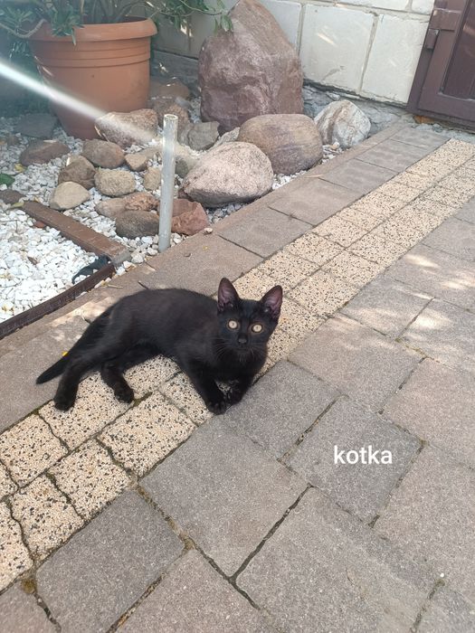 Kotka do oddania.