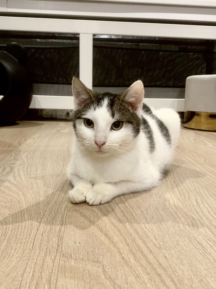 Tedi kotek do adopcji