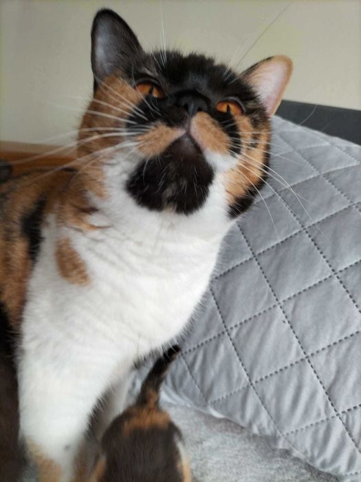 kocur brytyjski z prawdziwym rodowodem Felis Polonia