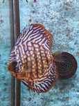 Peixes Discus para Despachar