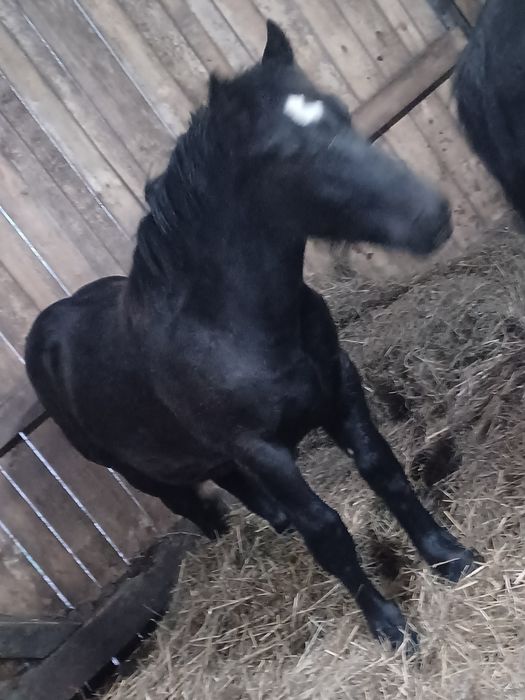 Ogierek zimnokrwisty