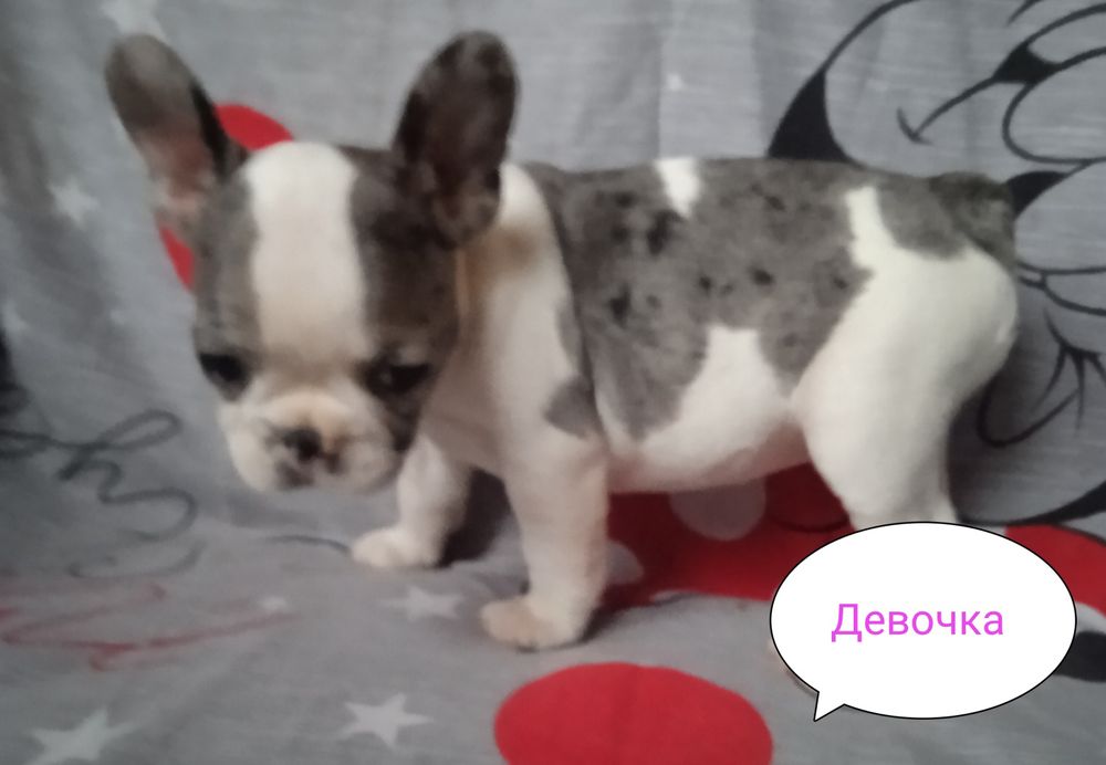 Мальчик и девочка французского бульдога