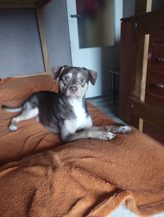 Oddam pieska bawi się kotlet