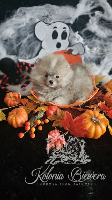 ZAREZERWOWANY!! Szpic Miniaturowy/Pomeranian