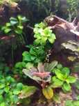 Camarões Neocaridina Red Cherry / Fire [+Ofertas]
12 Unid = 10€
E