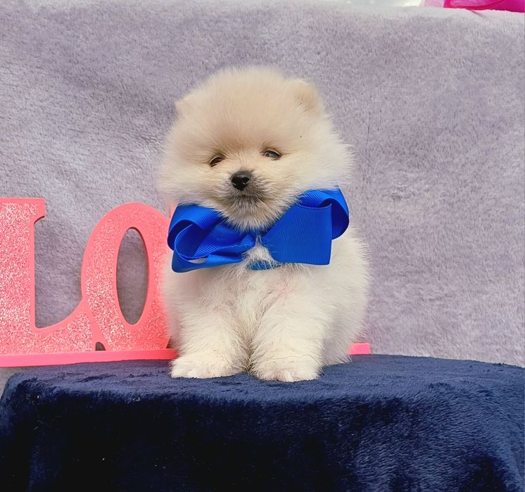 Шпиц померанский КСУ