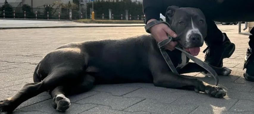 Suczka rasy pitbull oddam