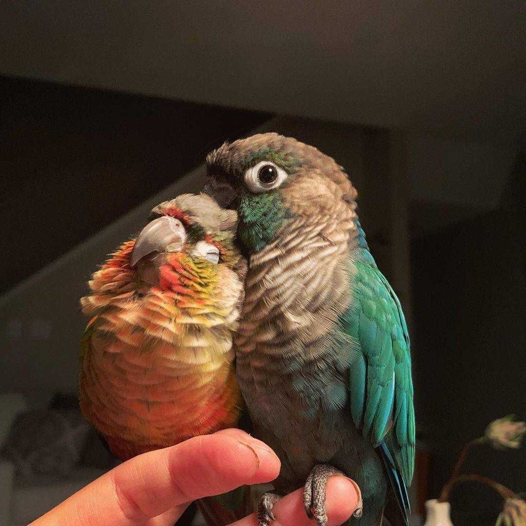 Пиррура красивий папуга