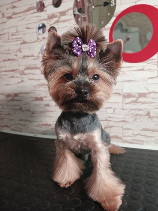 Йоркширский терьер вязка