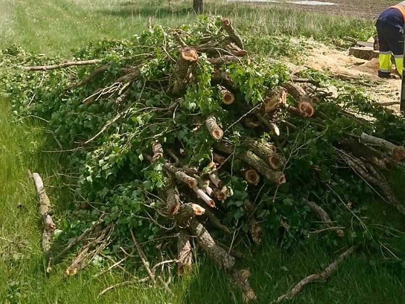 Pielęgnacja Drzew i Karczowanie Terenów Zielonych - Stargard i Okolice