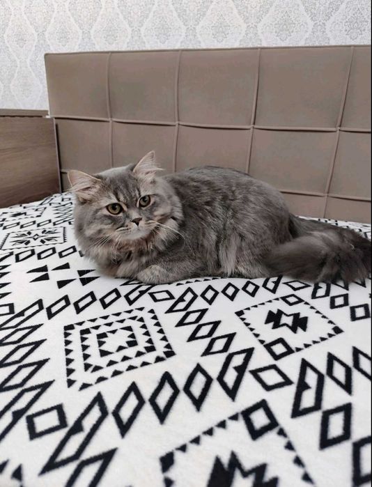 Віддам котика в хороші руки