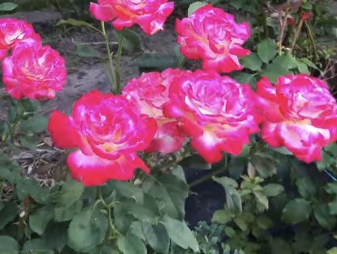 Троянда Дабл Делайт Double Delight дворічний кущ