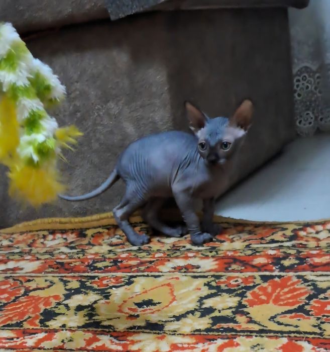 Канадський сфінкс, хлопчик