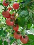 Pomidory 100 % ekologiczne mix odmian