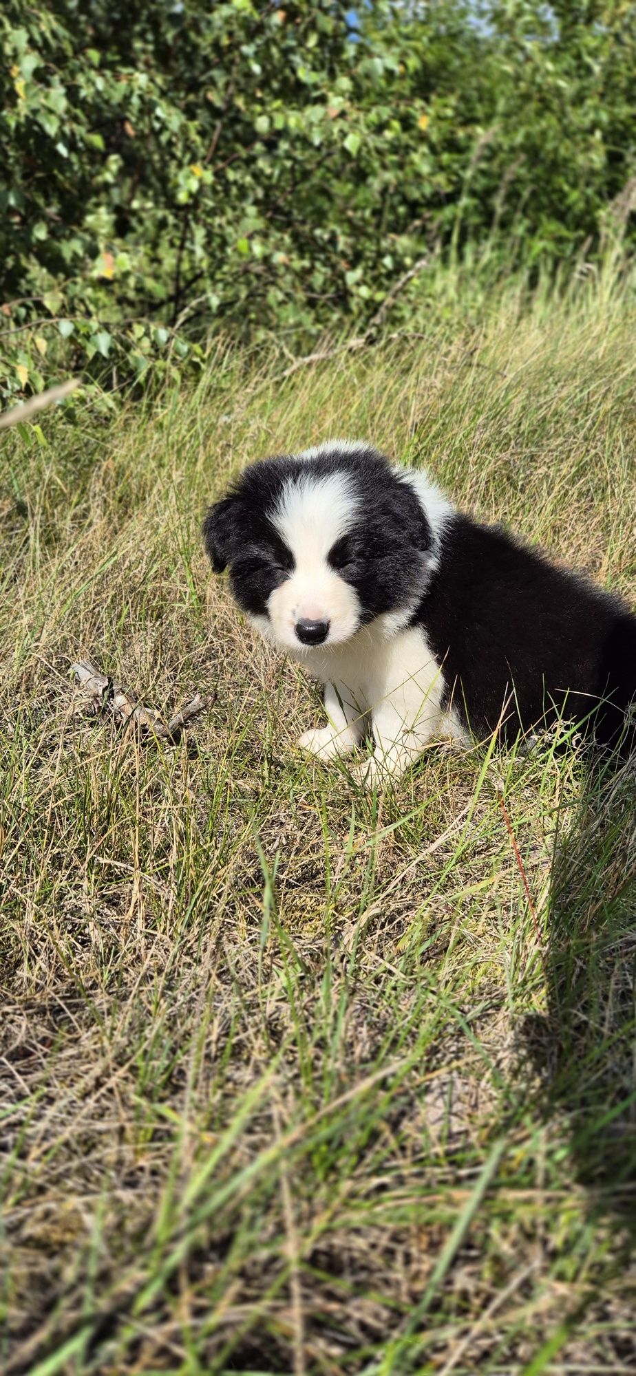 Border collie piesek