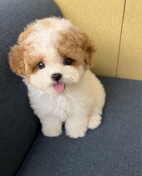 Мальтипу міні дівчинка f1