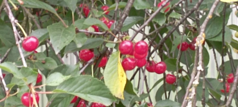 Вартість знижено! Продамо будинок Голубине Закарпаття курорт Поляна