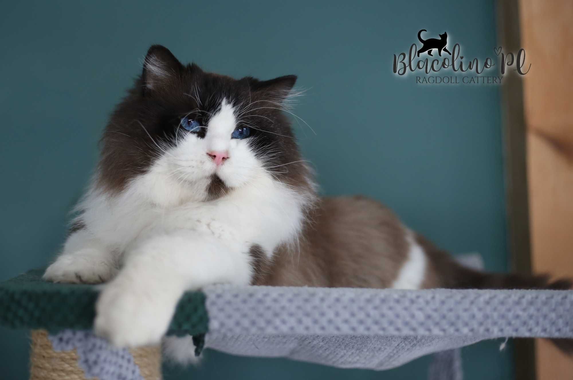 Rezerwacja RAGDOLL kotka do hodowli i na wystawy BLUE mitted, rodowód