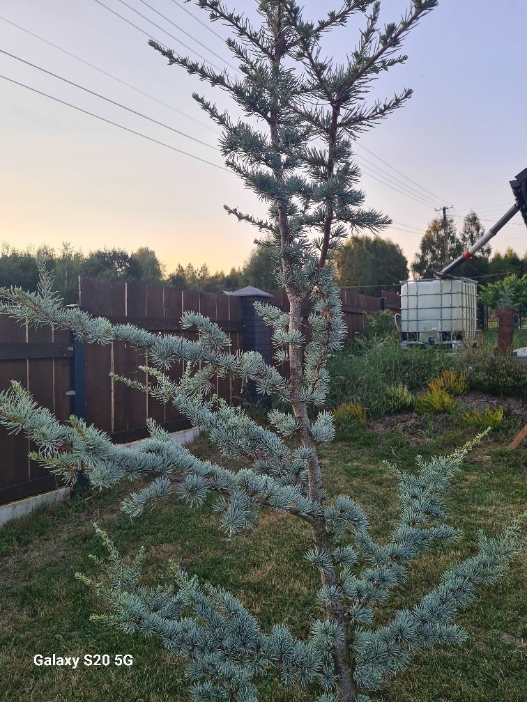 Cedr Cedrus  sadzonki 2-2,50cm wysokie.