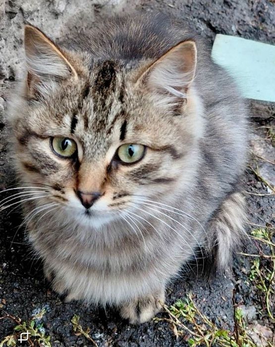 Шукаємо дім для котика!