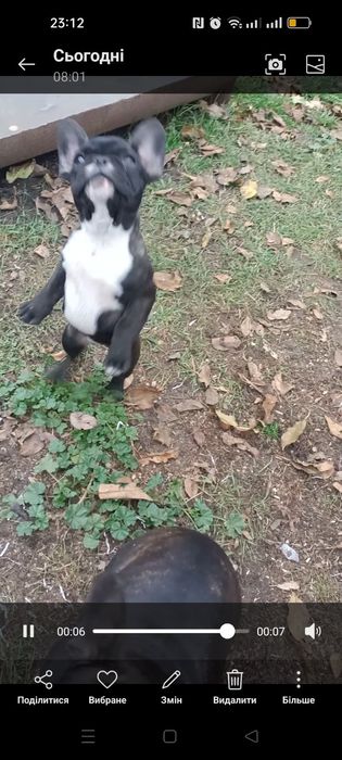 Продам щенков Французского бульдога