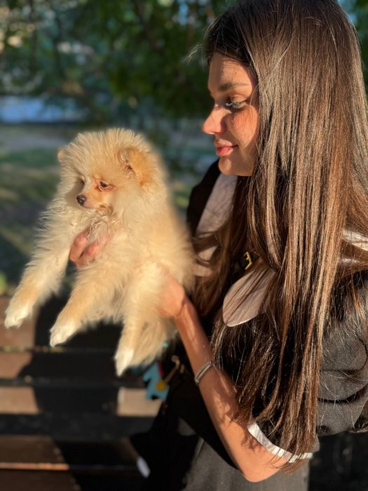 Щенки мини померанского щпица