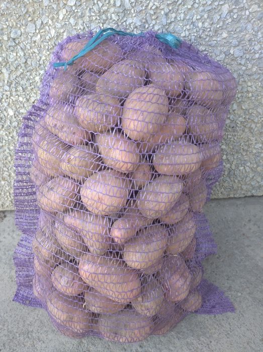 Картопля домашня