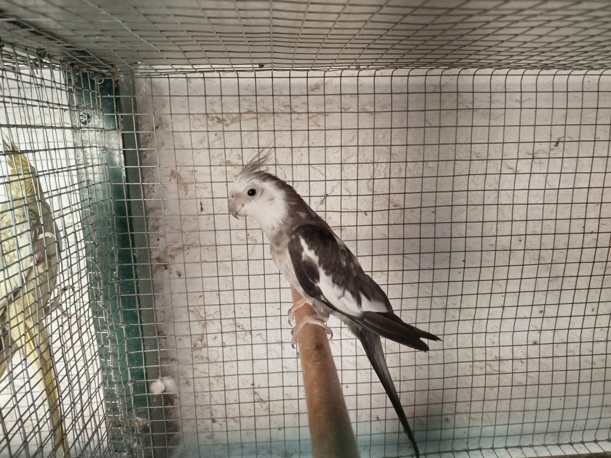 Caturra macho cinza