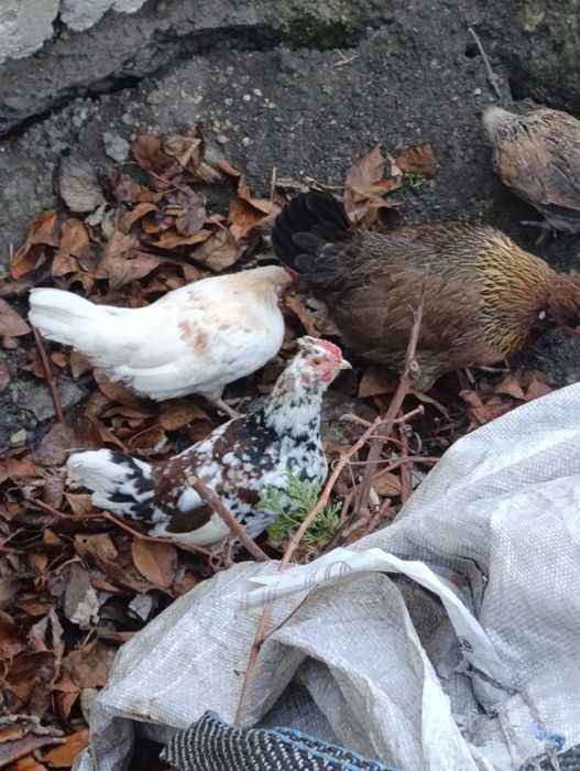 Koguty liliputy 7 szt.