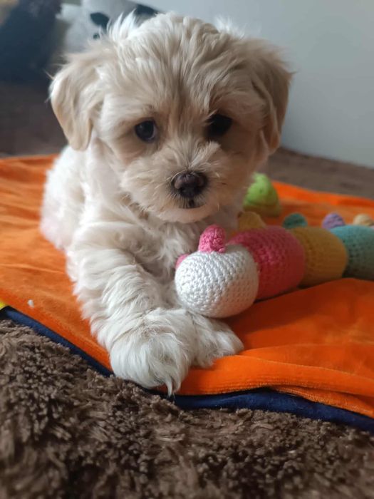 Uroczy szczeniak Maltipoo