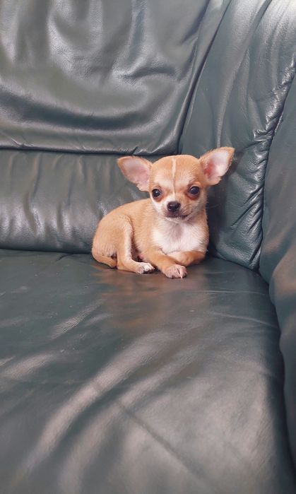 Maleńka suczka chihuahua