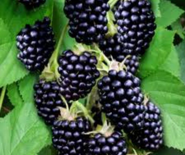 Ежевика вкусная крупная