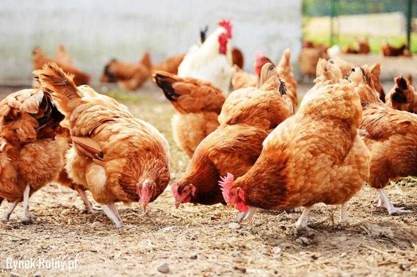 kury drób ptactwo koncentrat serwatkowy z kazeiną