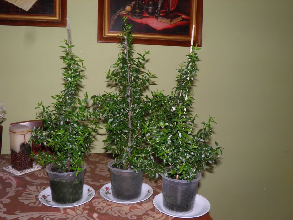 Mirt - zielone wyposażenie wnętrz  - dekoracja