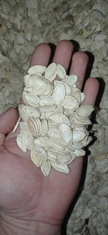 Гарбузове насіння 1,2 тони