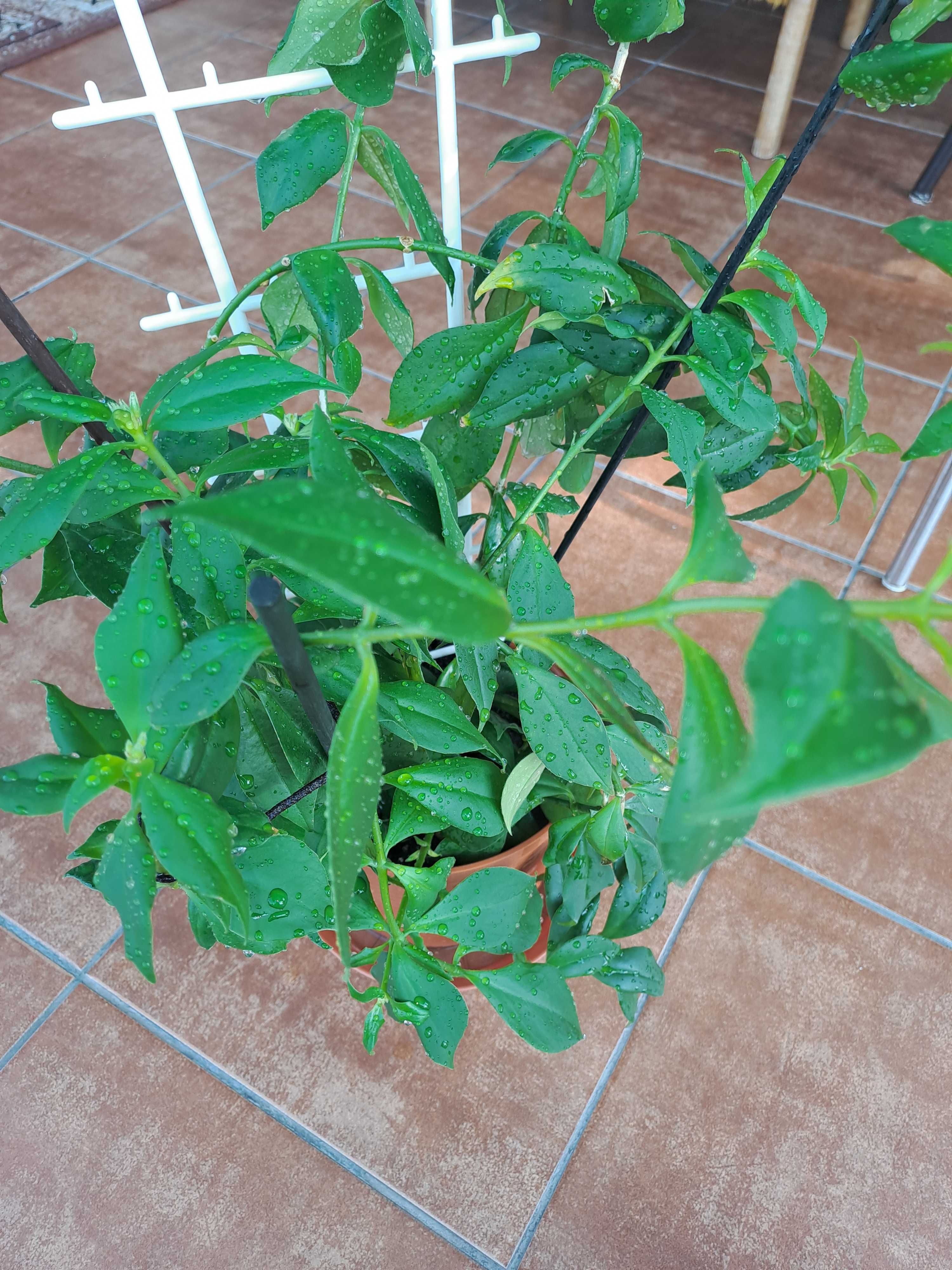 Kwiat Aeschynanthus specios