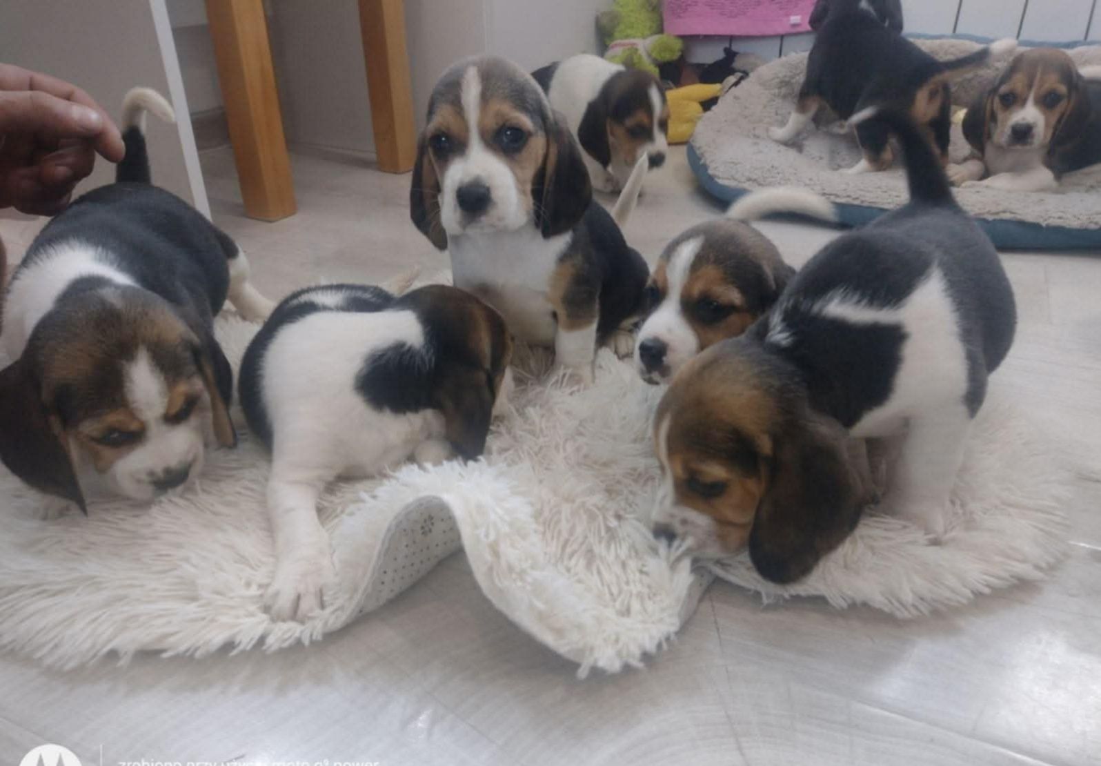 Szczeniak beagle GOTOWY DO ODBIORU